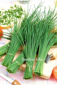 Frenk Soğan Fidesi Chives 10 Adet - 5