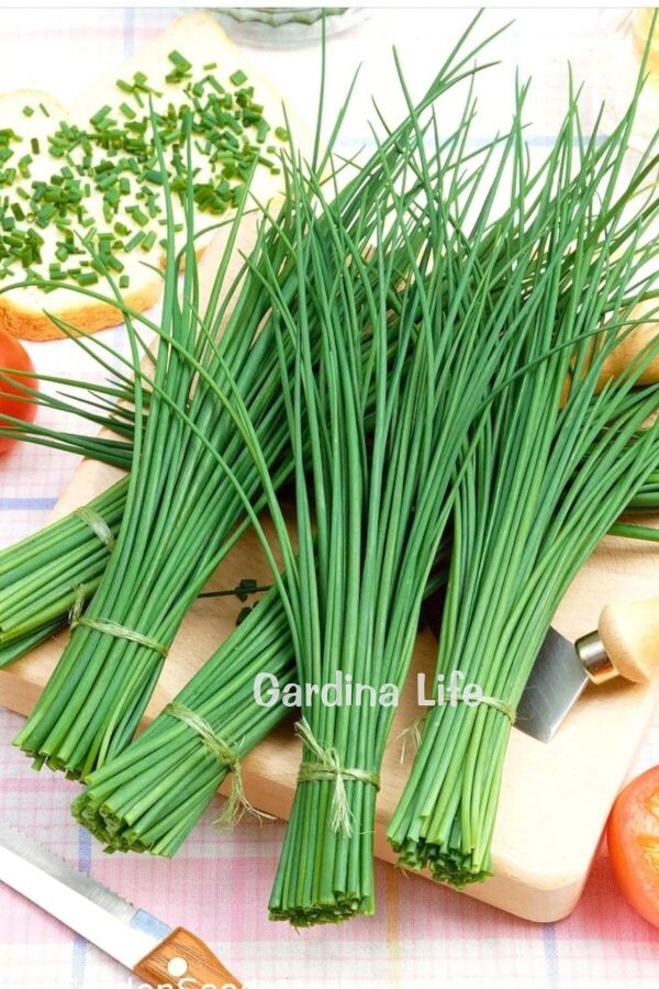 Frenk Soğan Fidesi Chives 10 Adet - 5
