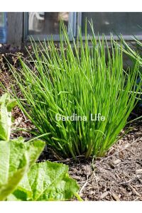 Frenk Soğan Fidesi Chives 10 Adet - 6