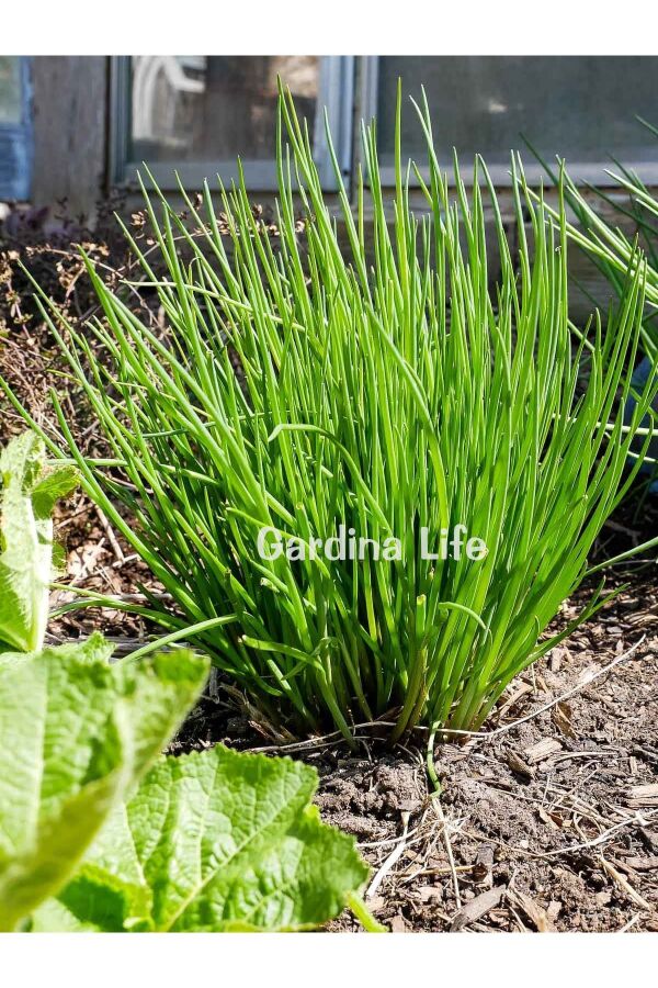 Frenk Soğan Fidesi Chives 10 Adet - 6