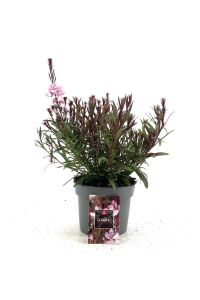 Gavura Fidanı Pembe Çiçekli ( Gaura Lindheimeri ) - 1