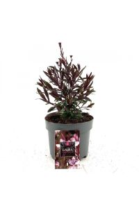 Gavura Fidanı Pembe Çiçekli ( Gaura Lindheimeri ) - 2