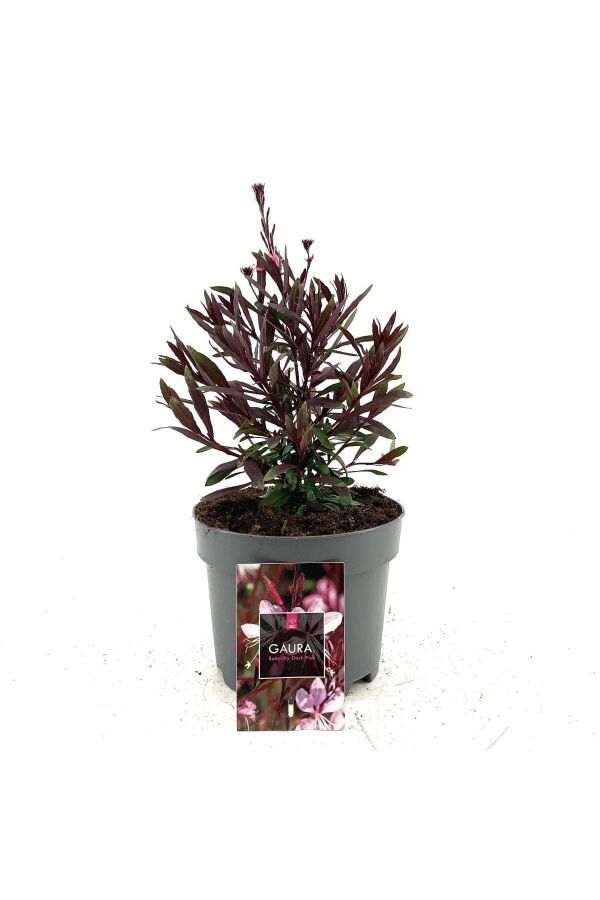 Gavura Fidanı Pembe Çiçekli ( Gaura Lindheimeri ) - 2