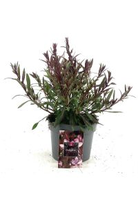 Gavura Fidanı Pembe Çiçekli ( Gaura Lindheimeri ) - 3