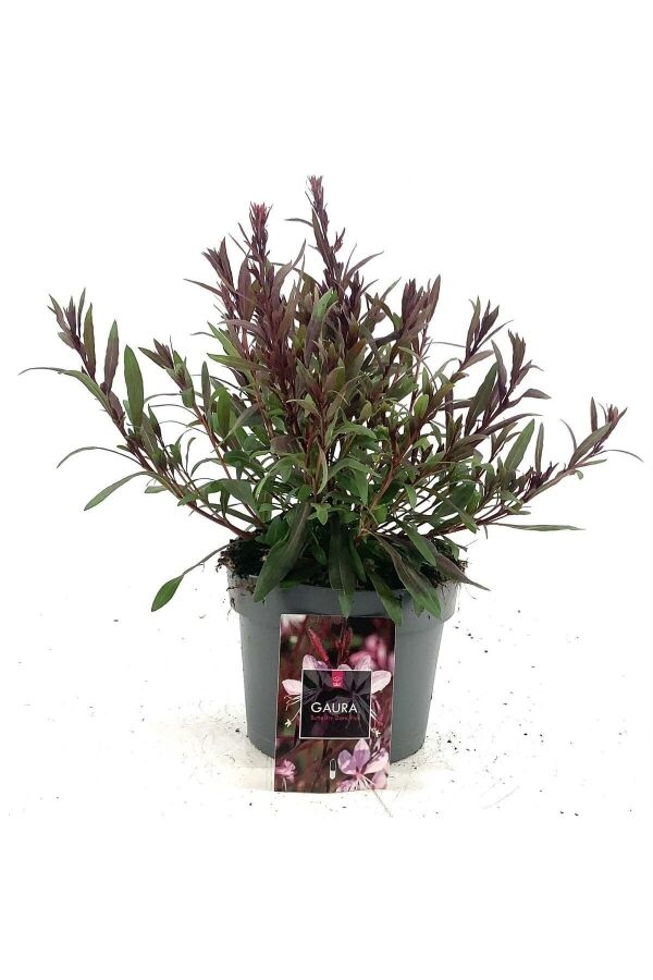 Gavura Fidanı Pembe Çiçekli ( Gaura Lindheimeri ) - 3