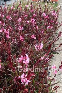 Gavura Fidanı Pembe Çiçekli ( Gaura Lindheimeri ) - 4