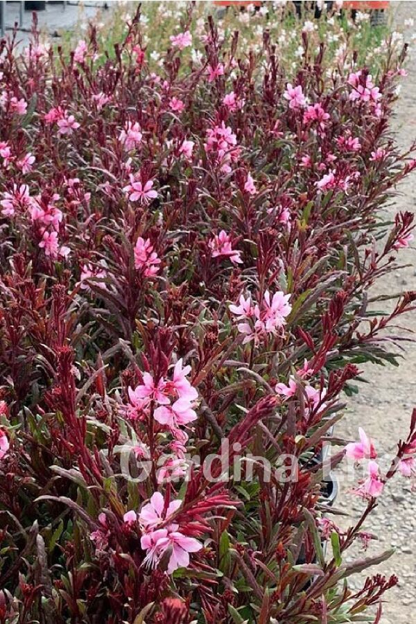 Gavura Fidanı Pembe Çiçekli ( Gaura Lindheimeri ) - 4
