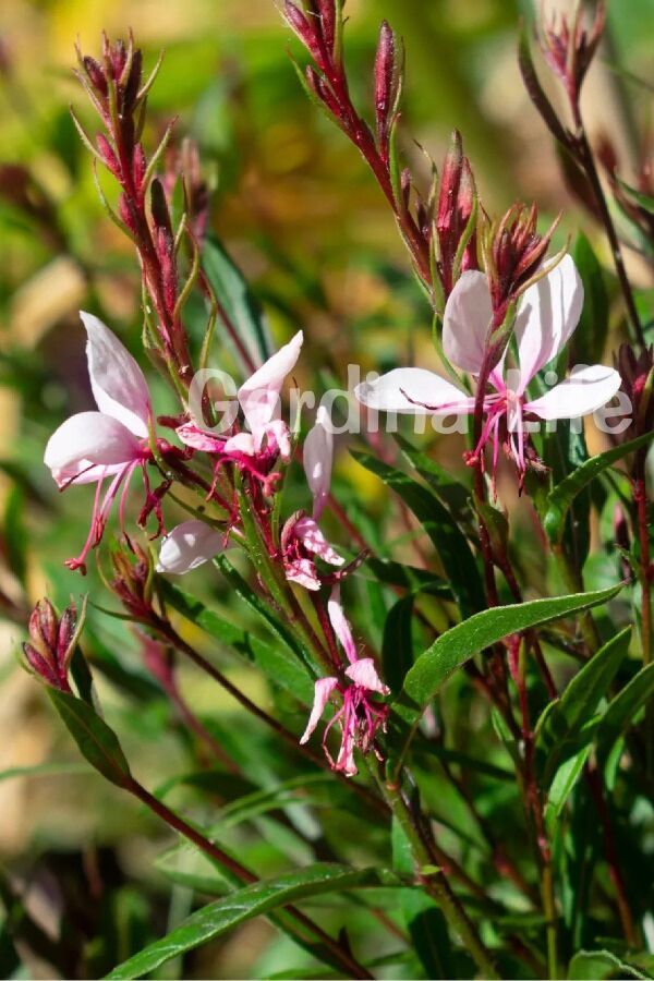 Gavura Fidanı Pembe Çiçekli ( Gaura Lindheimeri ) - 5