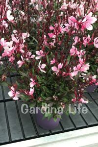 Gavura Fidanı Pembe Çiçekli ( Gaura Lindheimeri ) - 6