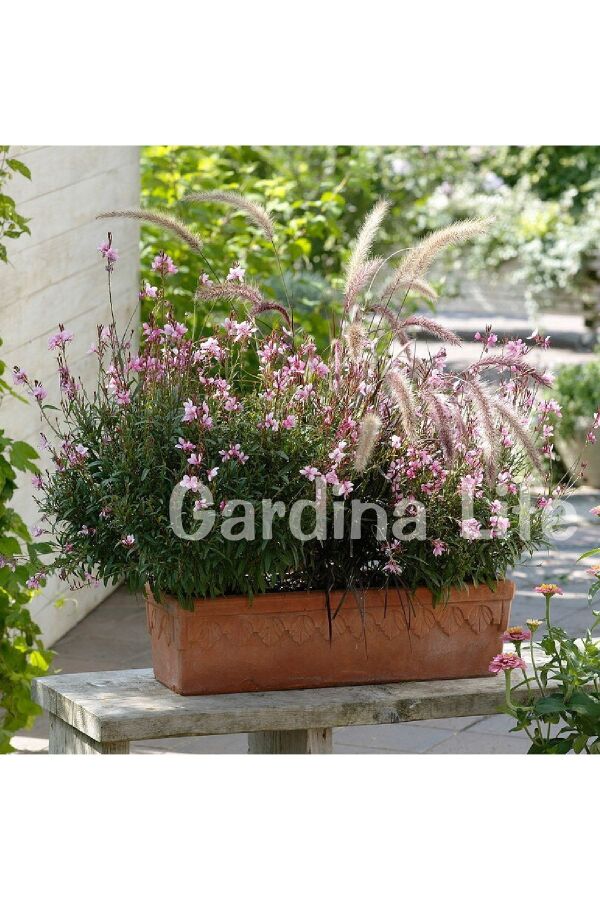Gavura Fidanı Pembe Çiçekli ( Gaura Lindheimeri ) - 7
