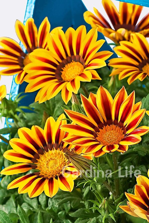 Gazanya Çiçeği Fidesi Magic 5 Adet - 