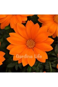 Gazanya Çiçeği Fidesi Orange 10 Adet - 4