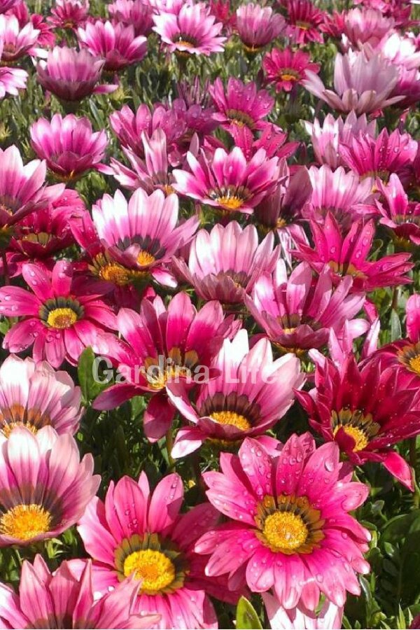 Gazanya Çiçeği Fidesi Pink 10 Adet - 3
