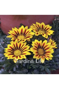 Gazanya Çiçeği Fidesi Yellow Flame 10 Adet - 2