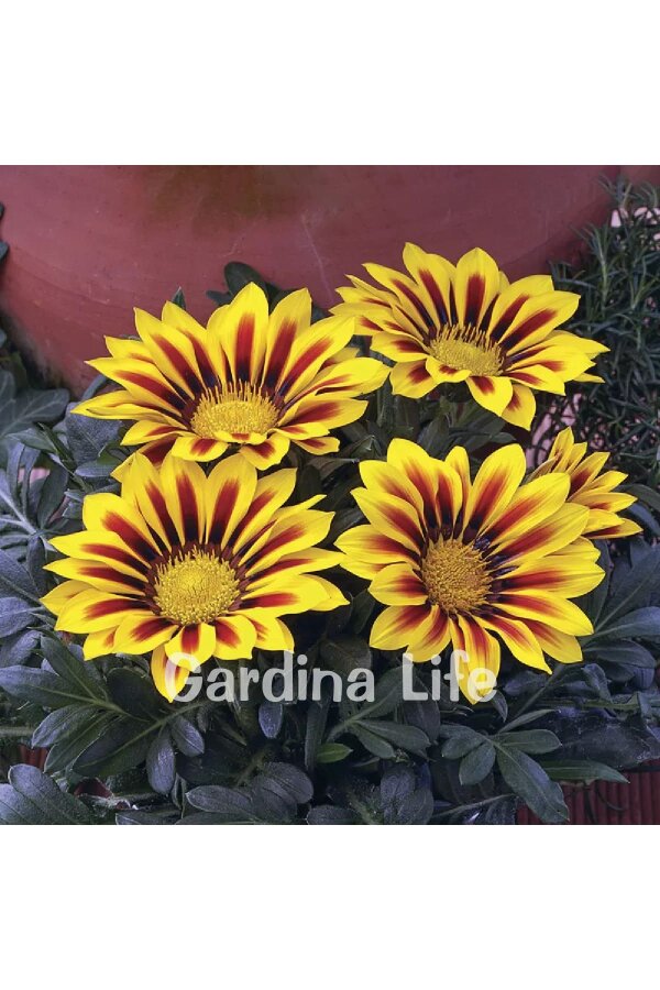Gazanya Çiçeği Fidesi Yellow Flame 10 Adet - 2