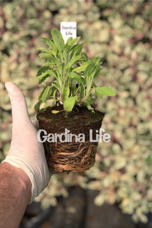 Gold Adaçayı Fidesi ( Salvia Officinalis ) Goldblatt 1 Adet - 2