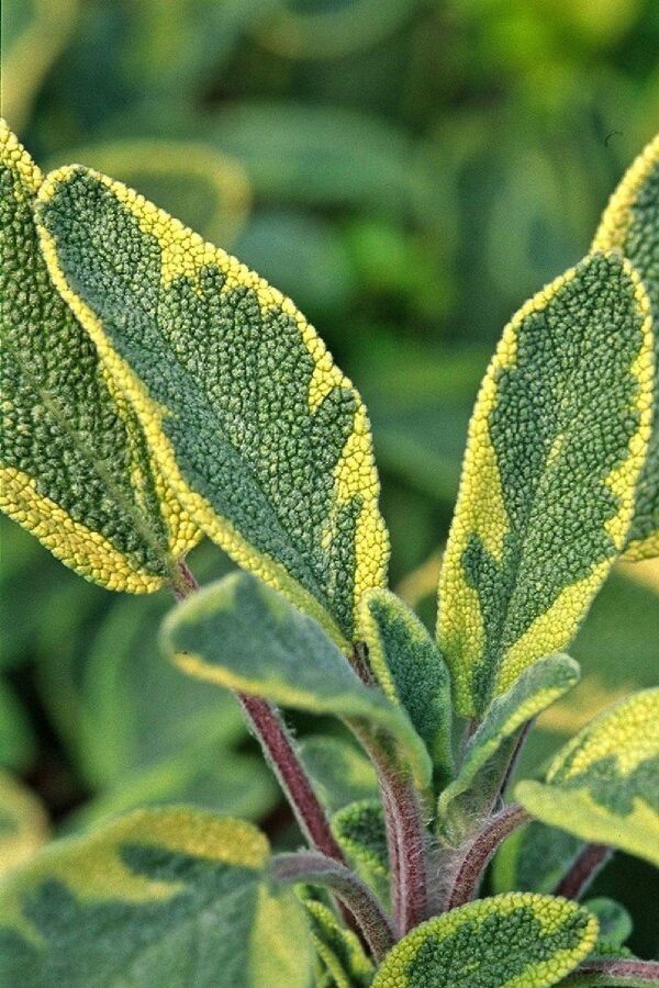 Gold Adaçayı Fidesi ( Salvia Officinalis ) Goldblatt 1 Adet - 4
