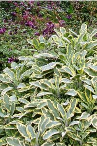 Gold Adaçayı Fidesi ( Salvia Officinalis ) Goldblatt 1 Adet - 5