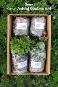 Gold Adaçayı Fidesi ( Salvia Officinalis ) Goldblatt 1 Adet - 6