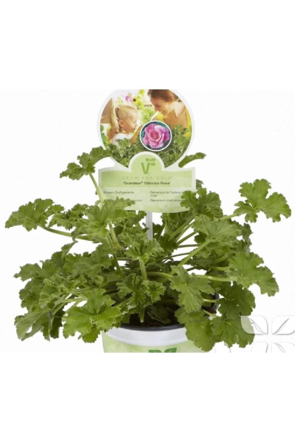 Gül Kokulu Sardunya Fidesi ( Pelargonium Species Odorata ) 1 Rose Adet - Gardina