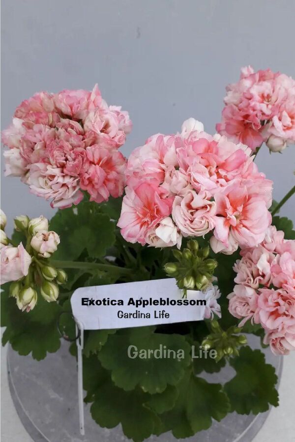 Gül Sardunya Fidesi Özel Tür ( Apple Blossom Exotica Classic ) 1 Adet 462435, one size - 