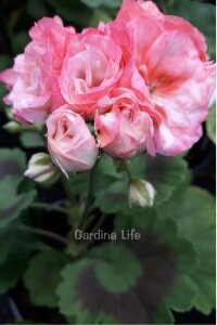 Apple Blossom Exotica Gül Sardunya Fidesi - 3