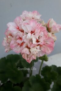 Apple Blossom Exotica Gül Sardunya Fidesi - 4