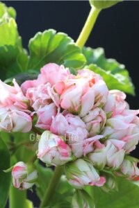 Apple Blossom Exotica Gül Sardunya Fidesi - 5