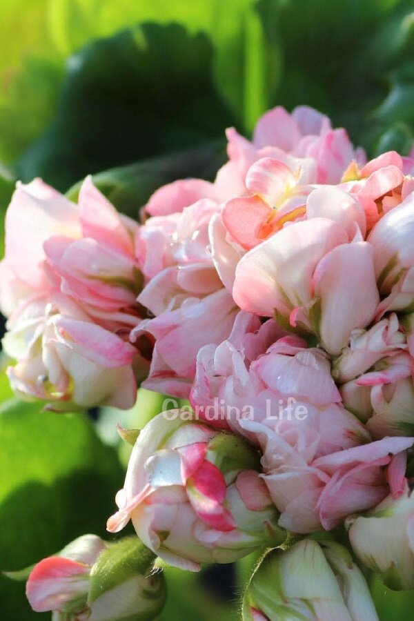 Apple Blossom Exotica Gül Sardunya Fidesi - 6