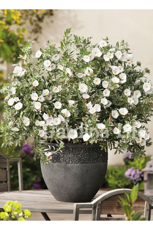 Gündüz Güzeli Fidanı Gümüş Çalısı ( Convolvulus Cneorum ) - 