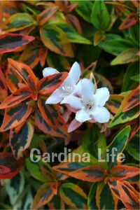 Güzellik Çalısı Fidanı Sarı-yeşil Yaprak Bodur Cins Cins ( Abelia Grandiflora Kaleidoscope ) - 1
