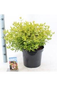 Güzellik Çalısı Fidanı Sarı-yeşil Yaprak Bodur Cins Cins ( Abelia Grandiflora Kaleidoscope ) - 2