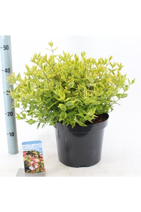 Güzellik Çalısı Fidanı Sarı-yeşil Yaprak Bodur Cins Cins ( Abelia Grandiflora Kaleidoscope ) - 2