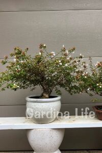 Güzellik Çalısı Fidanı Sarı-yeşil Yaprak Bodur Cins Cins ( Abelia Grandiflora Kaleidoscope ) - 3