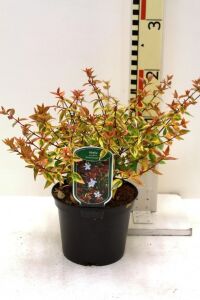Güzellik Çalısı Fidanı Sarı-yeşil Yaprak Bodur Cins Cins ( Abelia Grandiflora Kaleidoscope ) - 4