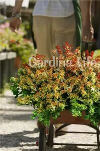 Güzellik Çalısı Fidanı Sarı-yeşil Yaprak Bodur Cins Cins ( Abelia Grandiflora Kaleidoscope ) - 5