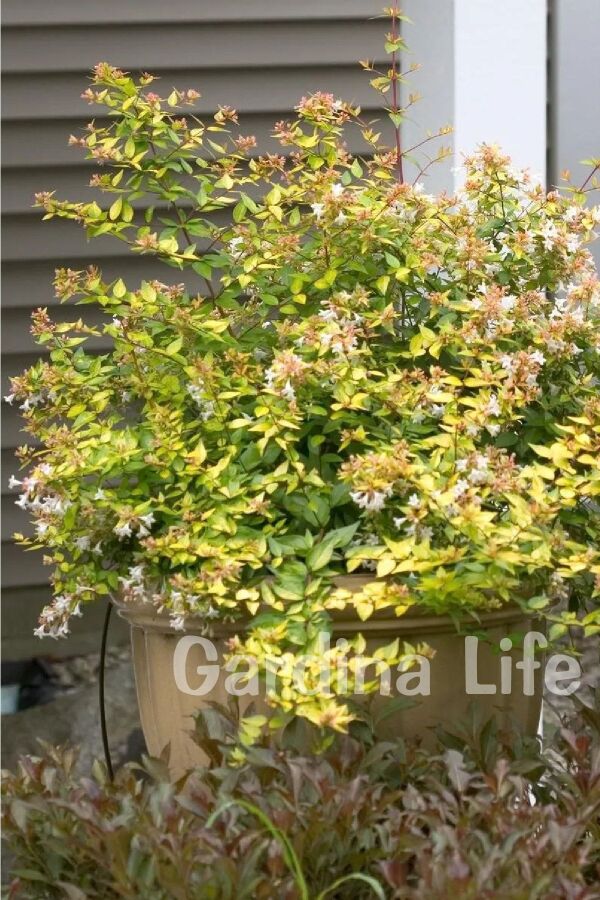 Güzellik Çalısı Fidanı Sarı-yeşil Yaprak Bodur Cins Cins ( Abelia Grandiflora Kaleidoscope ) - 6