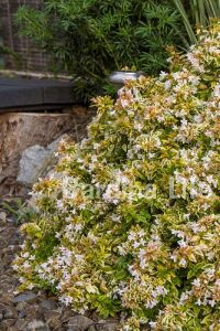 Güzellik Çalısı Fidanı Sarı-yeşil Yaprak Bodur Cins Cins ( Abelia Grandiflora Kaleidoscope ) - 7