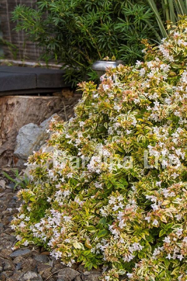 Güzellik Çalısı Fidanı Sarı-yeşil Yaprak Bodur Cins Cins ( Abelia Grandiflora Kaleidoscope ) - 7