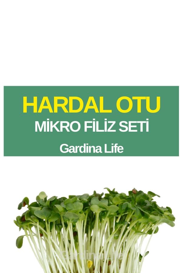 Hardal Mikro Filiz Seti - 