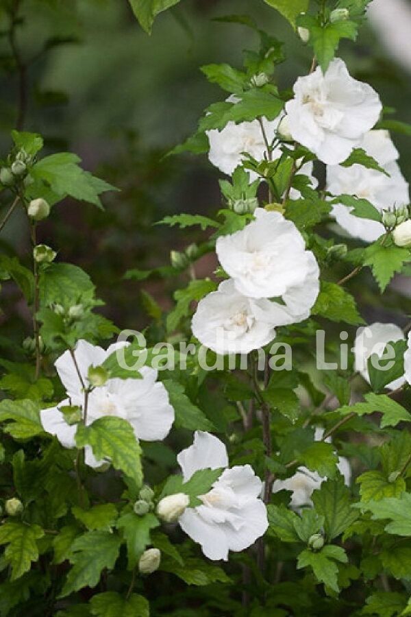 Hatmi Çiçeği Fidanı Beyaz Katmerli ( Hibiscus Syriacus White Chiffon ) - 