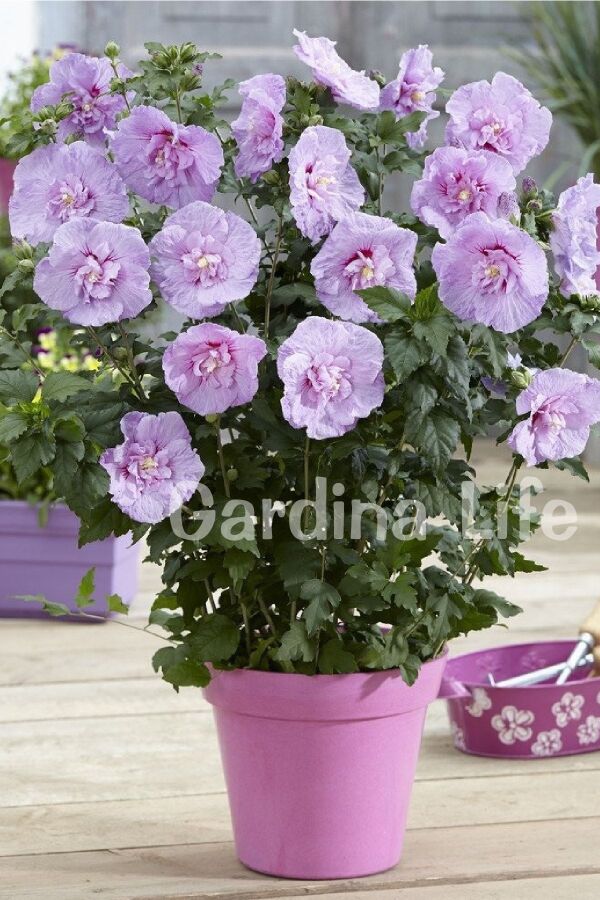 Hatmi Çiçeği Fidanı Lavanta Rengi Katmerli ( Hibiscus Syriacus Lavender Chiffon ) - 