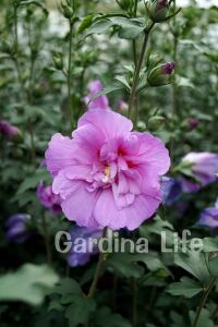 Hatmi  Fidanı Lavanta Rengi  ( Hibiscus Syriacus Lavender Chiffon ) - 2