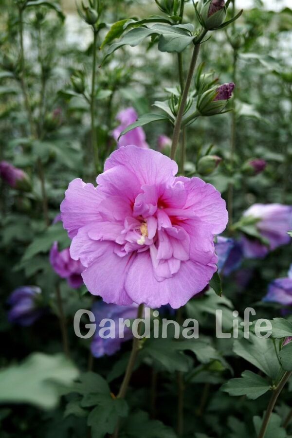 Hatmi  Fidanı Lavanta Rengi  ( Hibiscus Syriacus Lavender Chiffon ) - 2