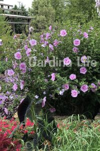 Hatmi  Fidanı Lavanta Rengi  ( Hibiscus Syriacus Lavender Chiffon ) - 3