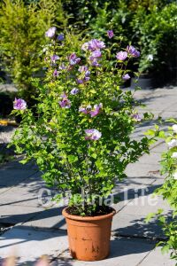 Hatmi  Fidanı Lavanta Rengi  ( Hibiscus Syriacus Lavender Chiffon ) - 4