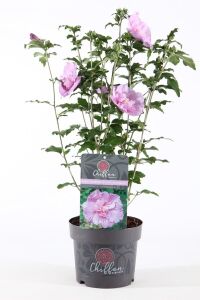 Hatmi  Fidanı Lavanta Rengi  ( Hibiscus Syriacus Lavender Chiffon ) - 5
