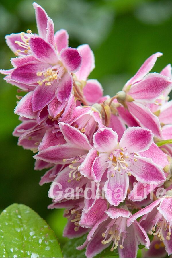 Havlu Püskülü Fidanı ( Deutzia Hybrida Magicien ) - Gardina
