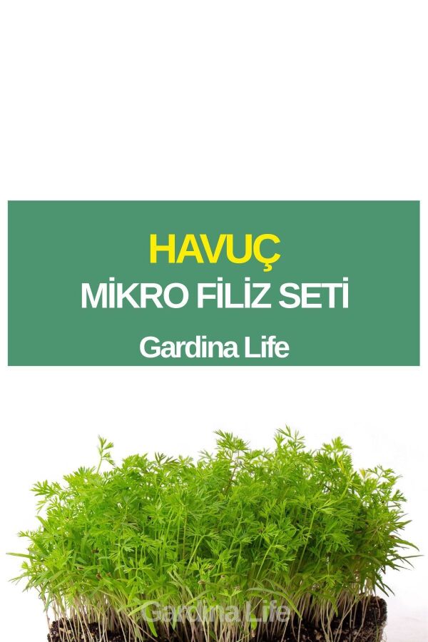 Havuç Mikro Filiz Seti - 