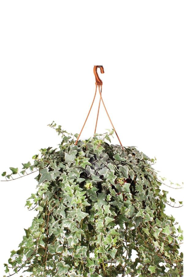 Hedera Helix Sarmaşığı Fidesi 1 Adet Alacalı Yaprak